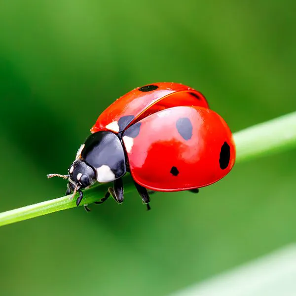 Southeast Termite & Pest Control Picture 10
