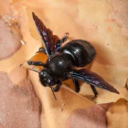 Southeast Termite & Pest Control Picture 7