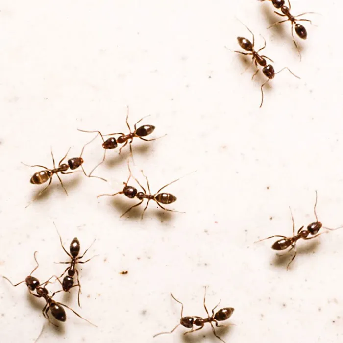 Dubs Pest Control Picture 3