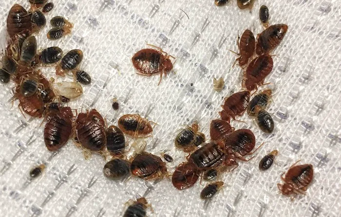 Dubs Pest Control Picture 2