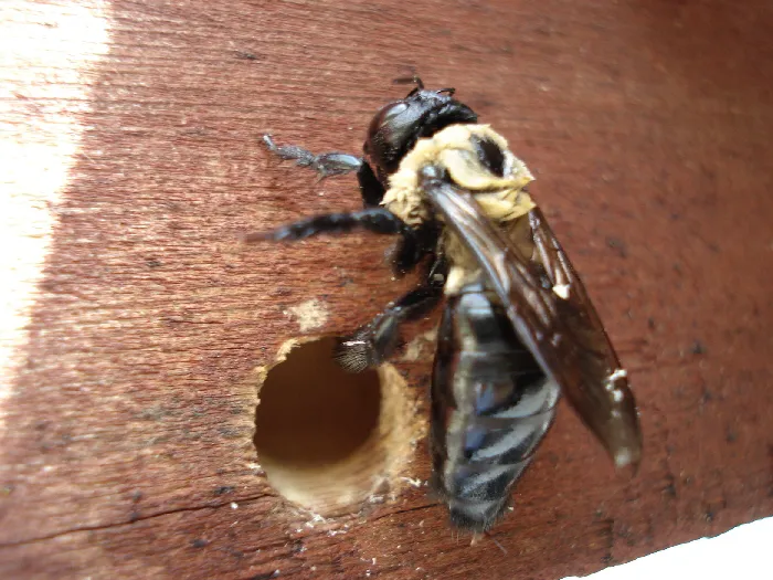 Dubs Pest Control Picture 4