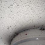 Red Hawk Pest Control
