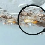 Palmetto Termite Co