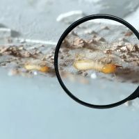 Palmetto Termite Co ico
