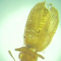 Grace Valley Pest Control ico
