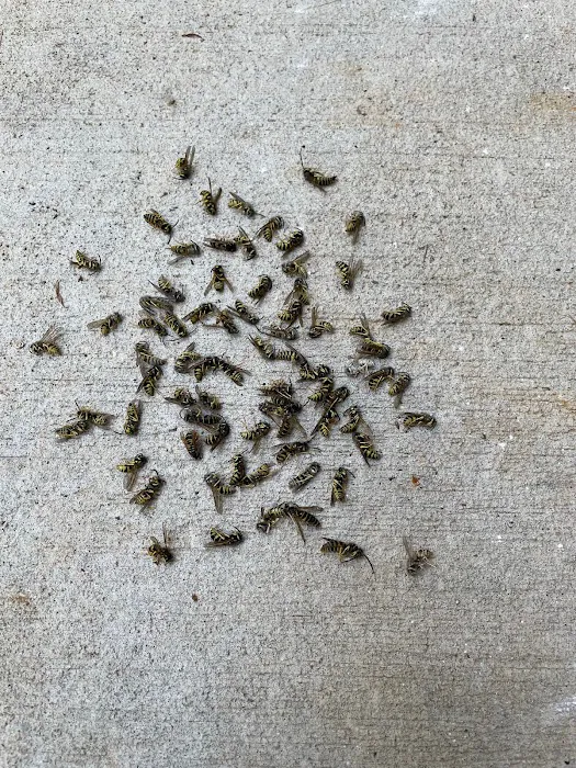 Grace Valley Pest Control Picture 10