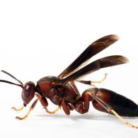 Duncan Exterminating ico