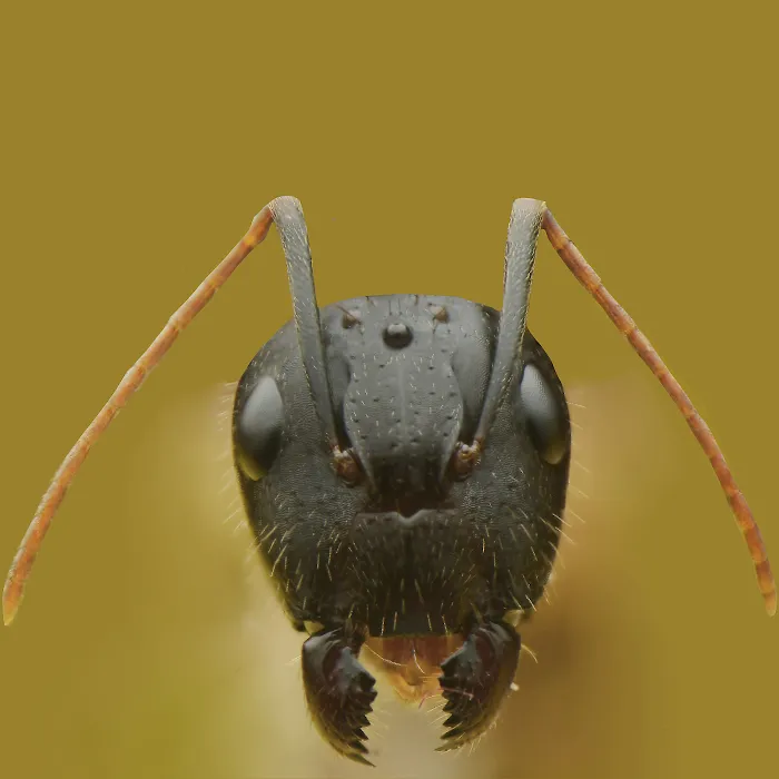 Duncan Exterminating Picture 7