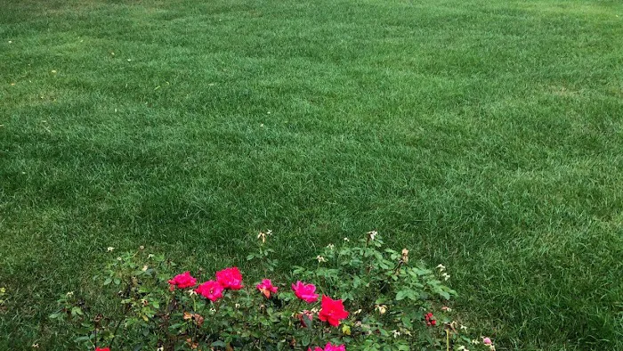 Thrive Turf LLC Picture 5