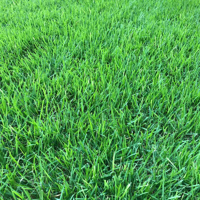 Thrive Turf LLC Picture 2