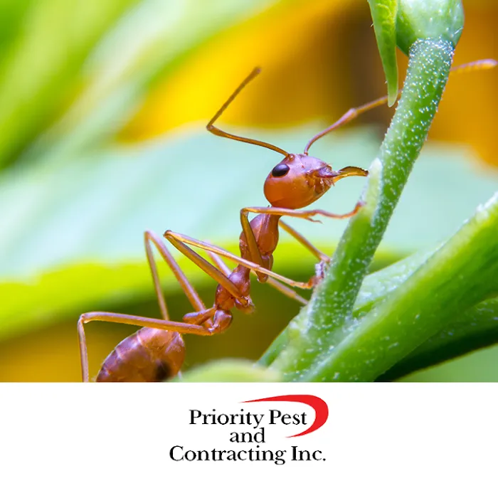 Priority Pest & Contracting, Inc Picture 6