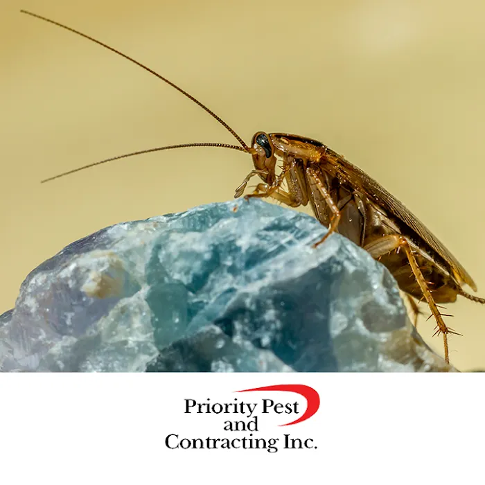 Priority Pest & Contracting, Inc Picture 8