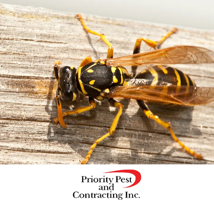 Priority Pest & Contracting, Inc Picture 4