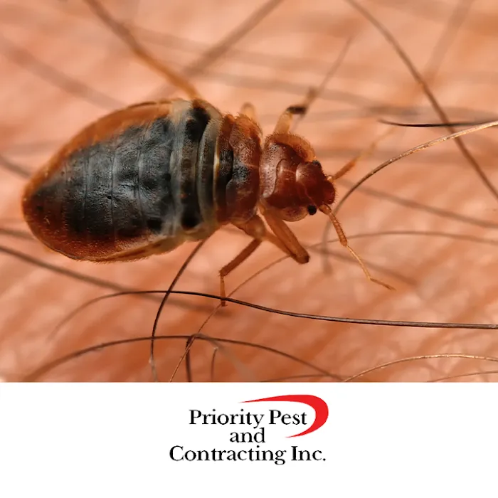 Priority Pest & Contracting, Inc Picture 5