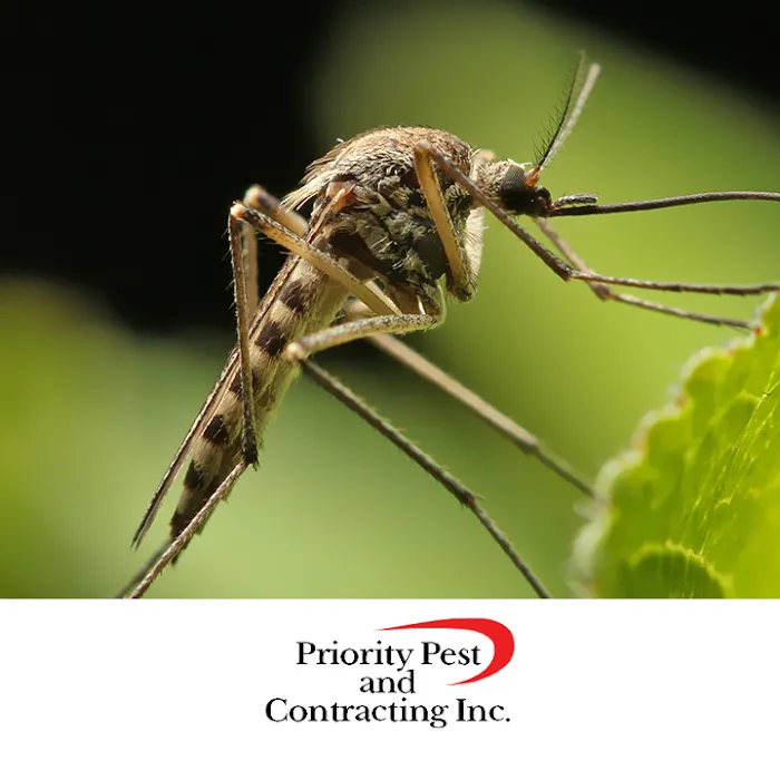 Priority Pest & Contracting, Inc Picture 1