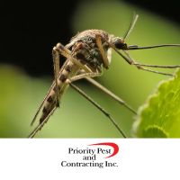 Priority Pest & Contracting, Inc ico