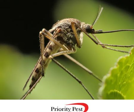 Priority Pest & Contracting, Inc