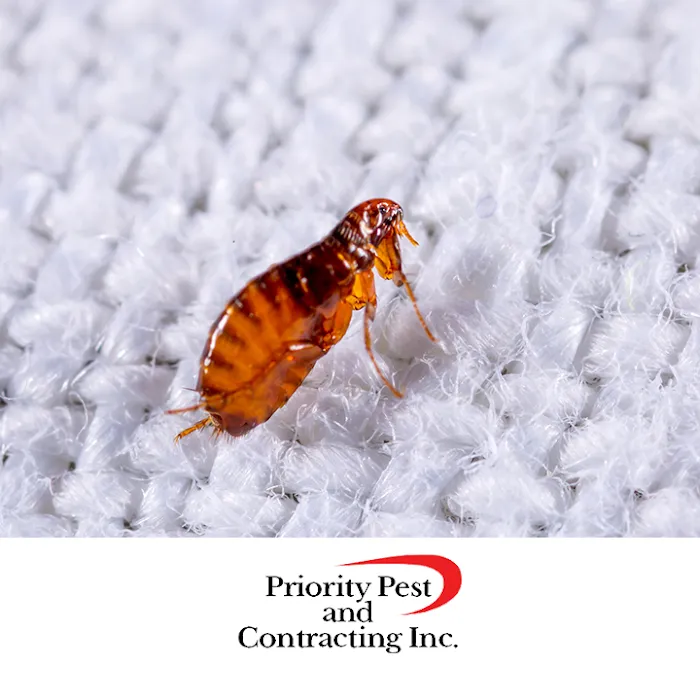 Priority Pest & Contracting, Inc Picture 2