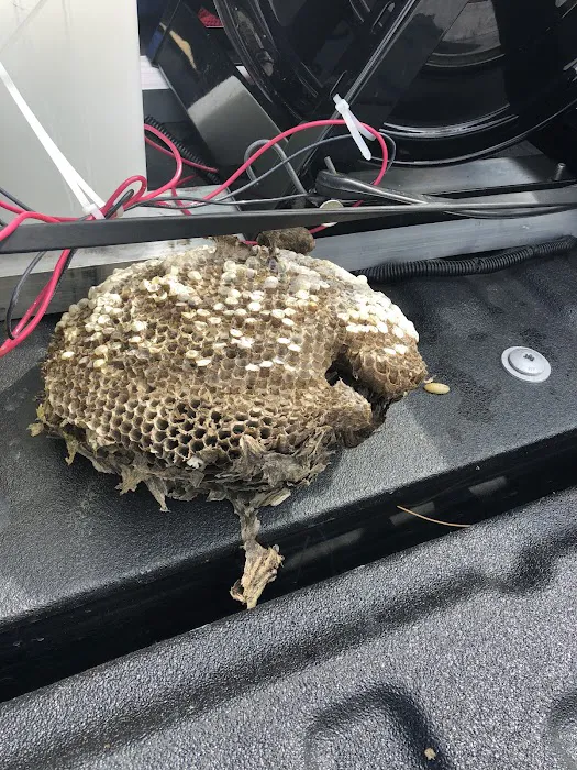 First Class Pest Control Picture 5