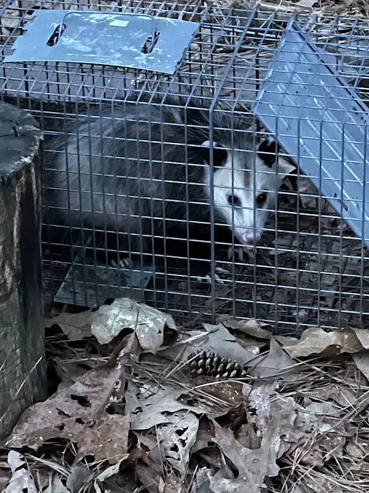 Flexible Pest Services Picture 10