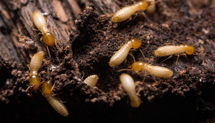 Flexible Pest Services Picture 5