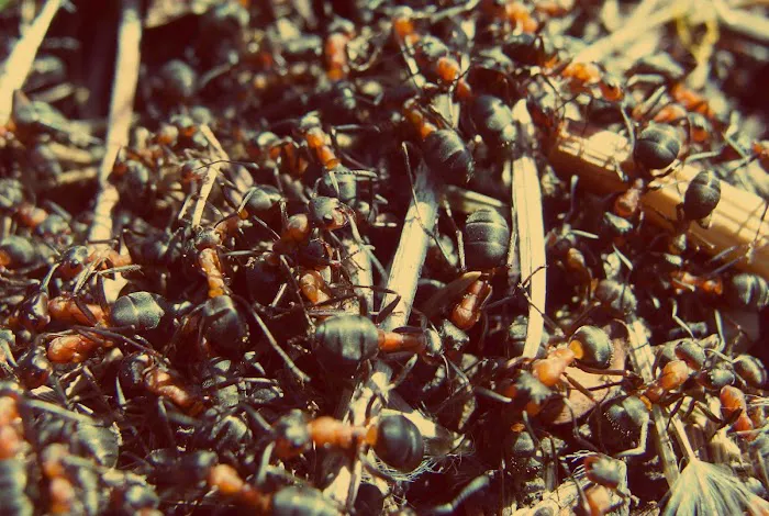Alert Exterminators Picture 3