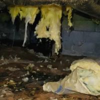 Bugged-Up Pest Services, LLC ico