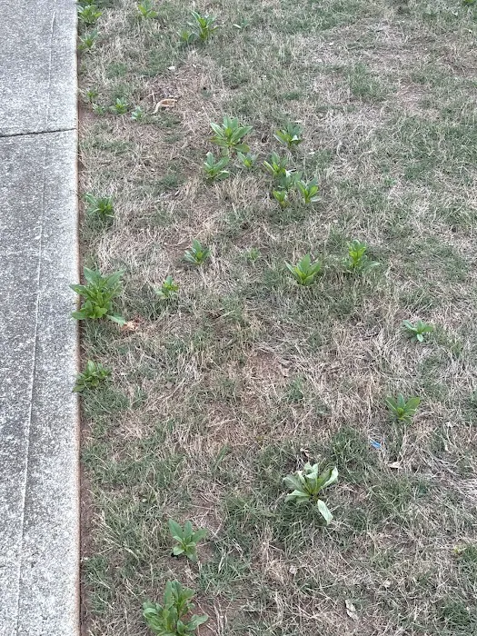 Rocket Pest Control Picture 8