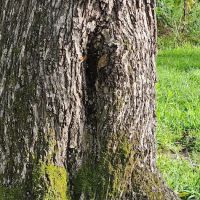 TopDog Pest ico