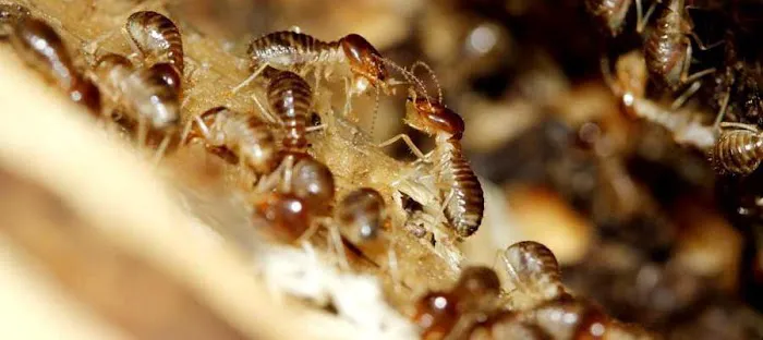Bunton Exterminating Picture 1