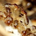 Bunton Exterminating