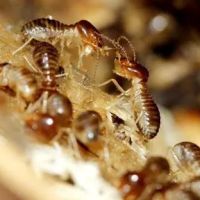 Bunton Exterminating ico
