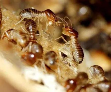 Bunton Exterminating