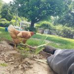 Gressette Pest Management