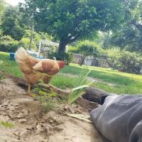 Gressette Pest Management ico
