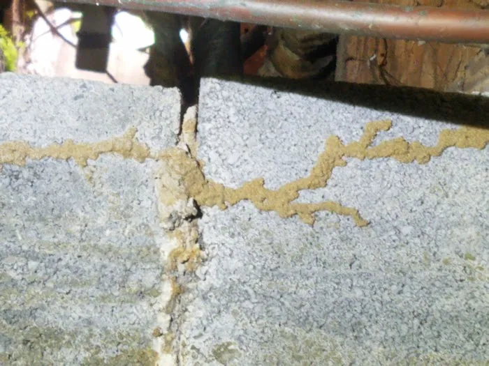 Gressette Pest Management Picture 9