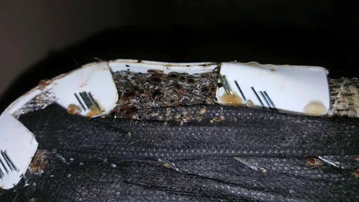 Sellers Pest Control Picture 7
