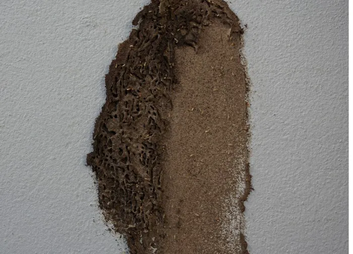 Flowertown Termite Experts Picture 8