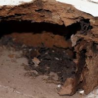 Flowertown Termite Experts ico