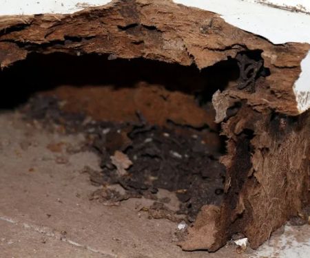 Flowertown Termite Experts