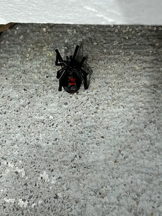 RIDD Pest Control Picture 3