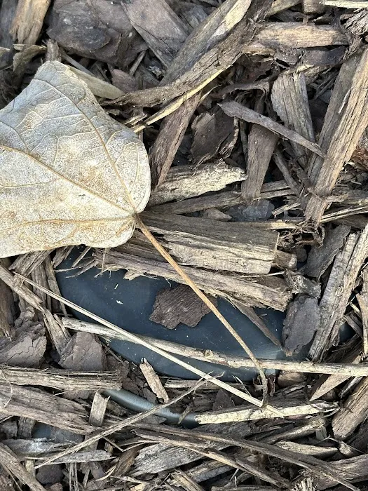 Rocket Pest Control Picture 8