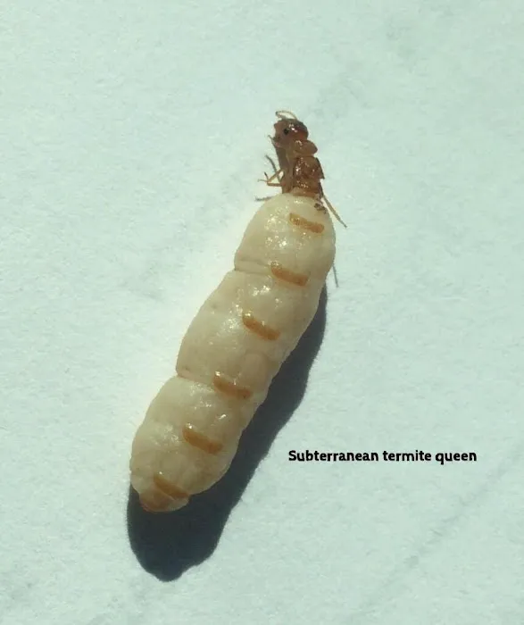 East Cooper Termite & Pest Solutions Picture 10