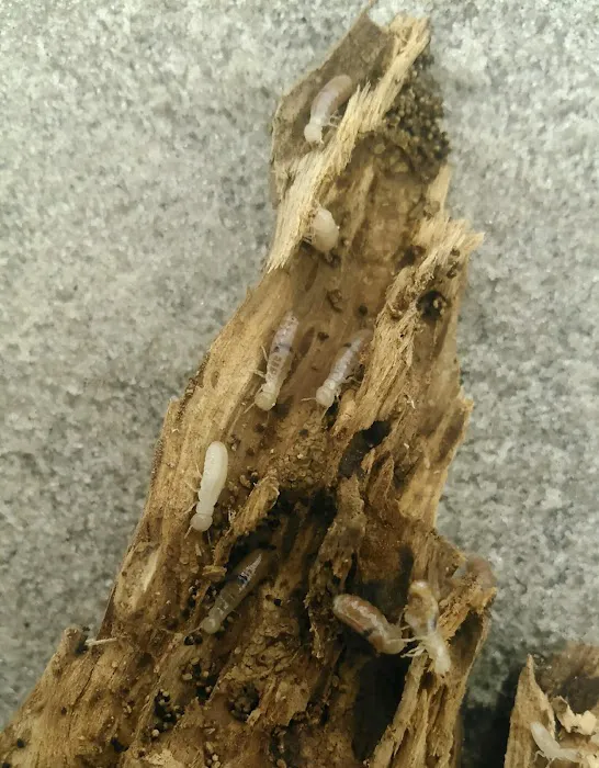 East Cooper Termite & Pest Solutions Picture 6