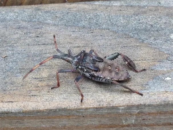 East Cooper Termite & Pest Solutions Picture 2