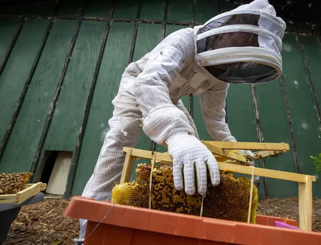 A&E BEE Extraction & Control Picture 5