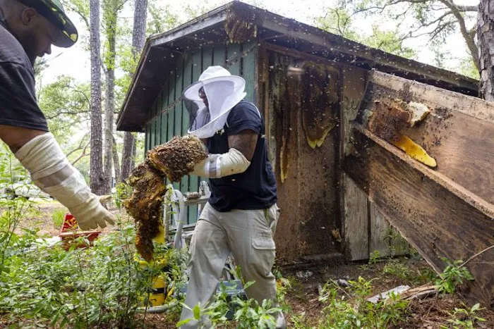 A&E BEE Extraction & Control Picture 2