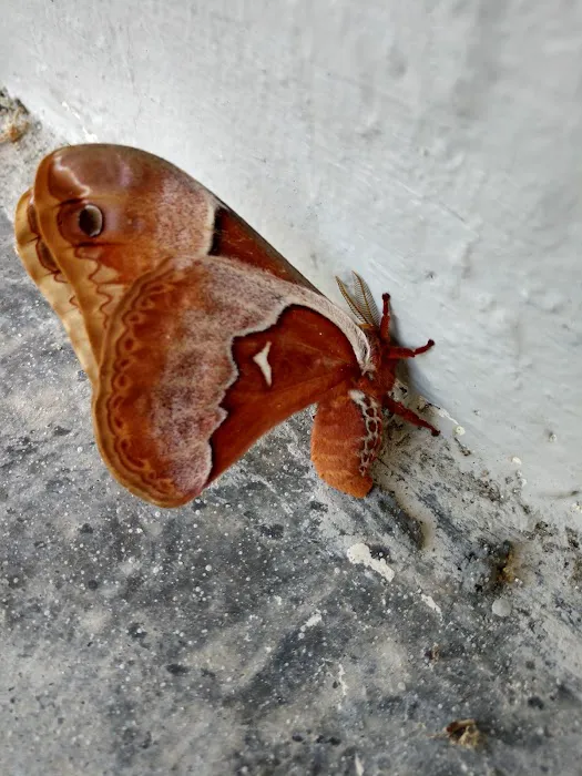 Low Country Pest Control Picture 7