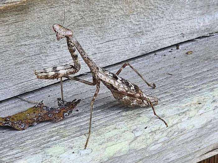 Low Country Pest Control Picture 5