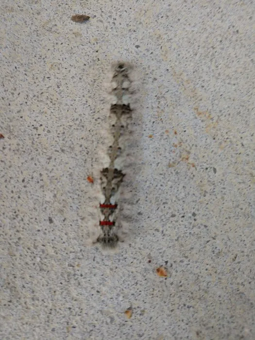 Low Country Pest Control Picture 3